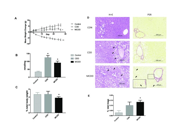 Body weight and hepatic lipid content. A ) In comparison with control animals, mice on CDD gain less weight whereas those on MCDD lose weight. B ) Hepatic liver triglyceride content was increased on both CDD and MCDD diets. C ) Liver weight was reduced in MCDD fed mice but not CDD. D ) Liver histology from control, CDD and MCDD mice. H+E = Hematoxylin and Eosin staining showing marked macrovesicular steatosis in both CDD and MCDD mice (white arrows). PSR = Picosirius Red stain staining for new collagen formation showing increased periportal and interstitial fibrosis in MCDD animals (black arrows). In MCDD liver stained with PSR, insert at higher magnification shows increased fibrosis more clearly. E ) Quantified fibrosis content (PSR positive staining as a percentage of entire image). n = 10 per group for all figures. * P < 0.05 ** P < 0.01 (one way ANOVA with Tukey post hoc test versus control animals). Error bars = +/- SEM.