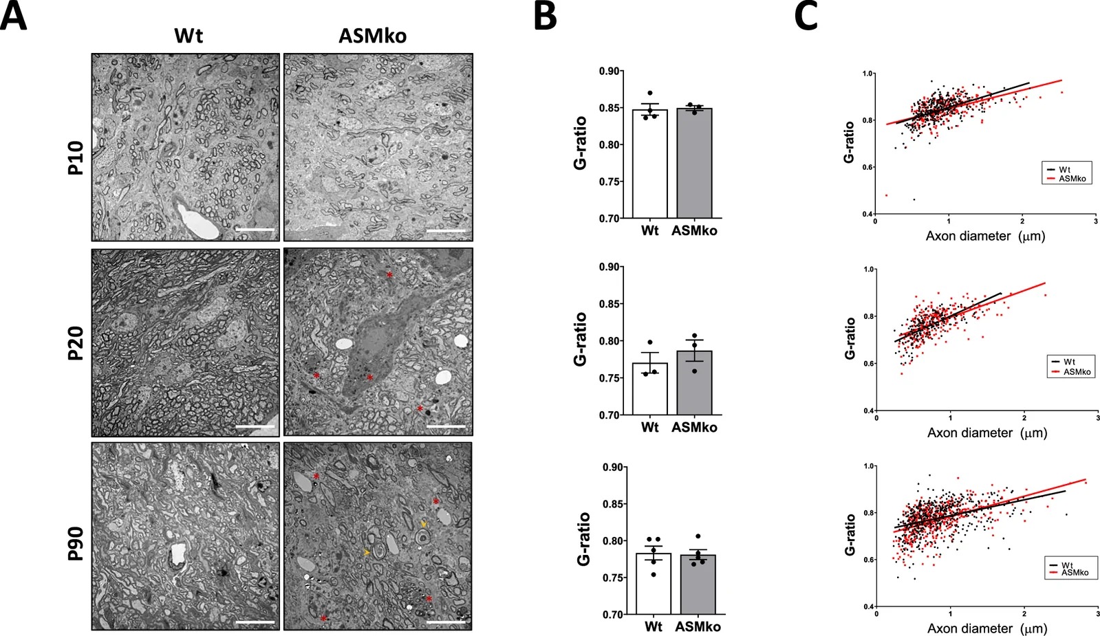 Myelin characterization in the cerebellum of WT and ASMko mice. (A) Electron micrographs of white matter from cerebellar lobules of WT and ASMko mice at P10, P20, and P90. Red asterisks indicate intracellular accumulation of electron-dense lipid droplets in ASMko samples; by P90, signs of fiber degeneration and axonal loss become evident (yellow arrowheads). Only transverse sections of myelinated fibers with intact axonal morphology and normally compacted myelin were included for g-ratio measurements. Scale bar: 10 um. (B) Graphs show mean +/- SEM g-ratio of myelin thickness of wt and ASMko mice at P10, P20, and P90; P10: Statistical analysis was performed using two-tailed t test. n = 4 wt, 3 ASMko, P = 0.857; P20: n = 3 per genotype, P = 0.459; P90: n = 5 per genotype, P = 0.853. (C) Scatter plot showing the relationship between g-ratio and axon diameter (< 3 um) in wt and ASMko mice. Linear regression analyses reveal no significant differences between genotypes. More than 150 fibers were analyzed from at least three mice per genotype.