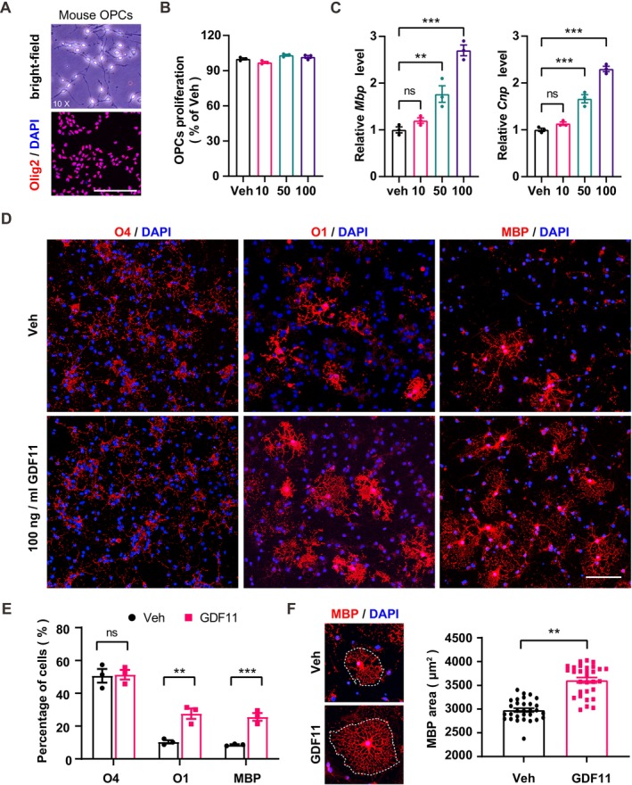 GDF11 promotes OPC differentiation and maturation in vitro. (A) Representative bright-field image of purified OPCs from mouse pup brains and immunofluorescence staining of Olig2 (red) with DAPI (blue) for purity assessment. Scale bar, 100 um. (B) OPCs were treated with vehicle (Veh) or GDF11 for 48 h, and cell viability was assessed by MTT assay. Data are presented as mean +/- SEM from three independent experiments (each with six technical replicates per group). (C) Real-time PCR analysis of Mbp and Cnp mRNA levels in OPC cultures after GDF11 or Veh treatment ( n = 3 independent experiments). (D) Representative immunofluorescence images of OPC differentiation after treatment with GDF11 (100 ng/mL) or Veh. Scale bar, 100 um. (E) Quantification of the relative proportion of maturing OLs after GDF11 (100 ng/mL) or Veh treatment ( n = 3 independent experiments). (F) Representative immunofluorescence images of MBP (red) showing membrane sheet area (outlined by dashed boxes) and quantification of MBP + membrane sheet area after GDF11 (100 ng/mL) or Veh treatment ( n = 3 independent experiments). The data are presented as mean +/- SEM. ** p < 0.01, *** p < 0.001; ns, not significant.