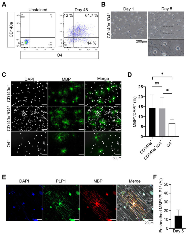 In vitro and in vivo differentiation of iNPC-derived OPCs into mature and myelinating oligodendrocytes. (A) Representative FACS plots for CD140a and O4 at day 48. Their expression was analyzed by flow cytometry. (B) Morphological change from OPC to mature oligodendrocyte. The dotted box indicates the area enlarged below, showing multiple elongated and highly branched processes. Scale bars: 200 um. (C) Immunofluorescence analysis of MBP+ cells in CD140a+, CD140a+/O4+ and O4+ cells at day 5 of maturation. DAPI was used as a nuclear counterstain. Scale bar: 50 um. (D) Quantification of MBP+ cells in CD140a+, CD140a+/O4+ and O4+ cells (n = 4). * p < 0.05; ns, not significant (one-way ANOVA). (E) Immunofluorescence analysis of MBP+ and PLP1+ cells ensheathing nanofibers merged with bright field and DAPI. Scale bars: 20 um. (F) Quantification of ensheathed MBP+/PLP1+ cells on nanofibers (n = 6). DAPI was used as a nuclear counterstain.