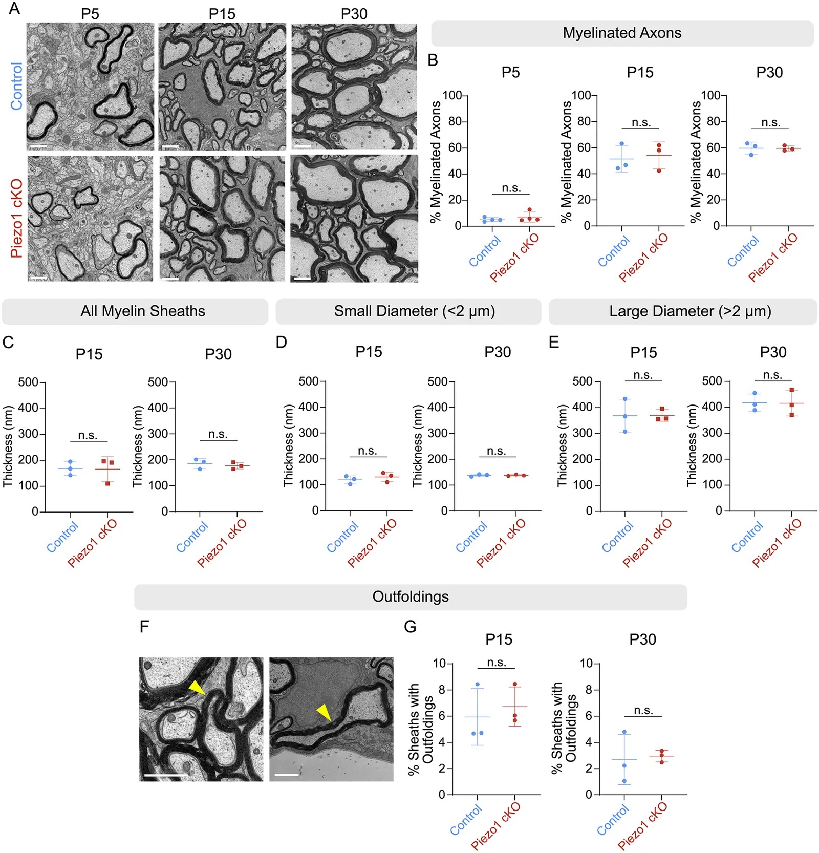 Myelin sheath onset and ultrastructure is not impacted by Piezo1 loss. A) Electron microscopy images of ventral cervical spinal cord of control (fl/fl) and Piezo1 cKO mice. Scale = 1 um. B) The percent of myelinated axons is unchanged at P5 (p = 0.40), P15 (p = 0.38), and P30 (p = 0.48). n = 3-4 mice, >300 axons/mouse. C) Average myelin sheath thickness at P15 and P30, p = 0.47 at P15, p = 0.28 at P30. n = 3 mice, 189-247 sheaths/mouse. All p values comparing littermate control (Piezo1 fl/fl) and Piezo1 cKO mice using an unpaired t test with Welch's correction. D) Myelin sheath thickness on small diameter axons (<2 um) at P15, p = 0.23, and P30, p = 0.49. n = 3 mice, 150-212 axons/mouse. E) Myelin sheath thickness on the large diameter axons (>2 um) at P15, p = 0.49, and P30, p = 0.47. n = 3 mice, 25-46 axons/mouse. F) Representative images of myelin outfoldings from P15 mice. Yellow arrowheads indicate myelin outfoldings. Scale bar = 1 um. G) Percent of myelin sheaths that contain outfoldings at P15, p = 0.40 and P30, p = 0.84. n = 3 mice, with 385-561 sheaths/mouse. Graph bars indicate mean and standard deviation.