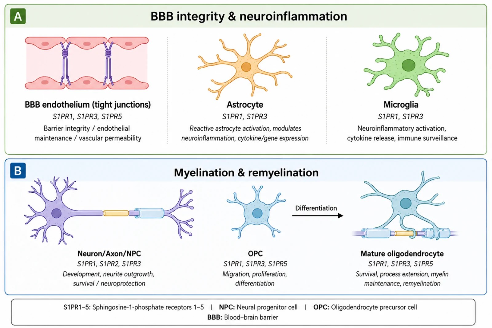 Immunohistochemistry for myelin basic protein (MBP) in human MS white matter showing variation in myelin density across lesion and perilesional zones, used to assess the degree of remyelination following treatment with sphingosine-1-phosphate receptor modulators.