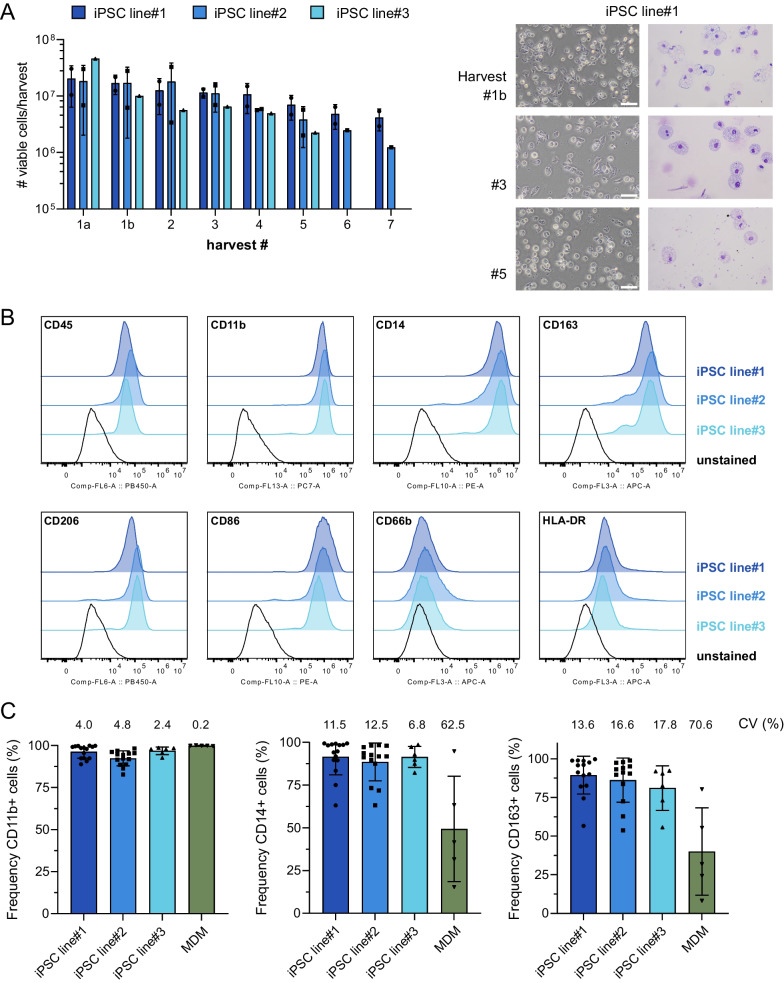 Phenotypic characterization of iPSC-derived macrophages continuously produced in intermediate scale bioreactors. A Number of viable cells harvested from the intermediate scale bioreactor for three different iPSC lines (iPSC line#1: n = 2, iPSC line#2: n = 2, iPSC line#3: n = 1, all individual values with mean +/− SD) over a time span of 7 weeks. Representative brightfield images and cytospin staining for iPSC-derived macrophages (iPSC-Mac) derived from harvest #1b, 3 and 5 for iPSC line#1.