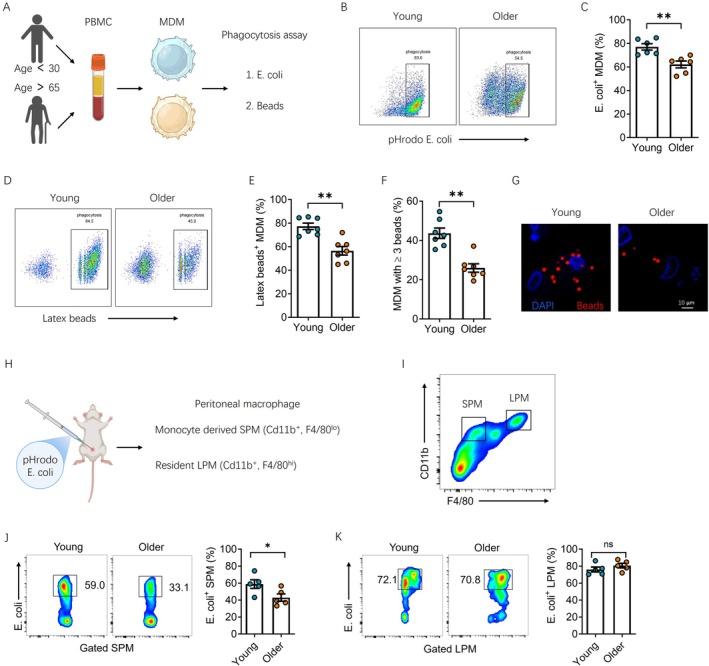 Aging dampens phagocytic activity in monocyte derived macrophages. (A) Experimental design of human MDMs phagocytic activity assay. (B, C) Flow cytometry quantification of pHrodo-E. coli phagocytosis in MDMs from young and elderly donors (n = 6 each). (D, E) Flow cytometry quantification of fluorescence-labeled latex beads phagocytosis in MDMs from young and elderly donors (n = 7 each). (F) Percentage of MDMs phagocytosing 3 or more beads in both group (n = 7 each). (G) Representative confocal microscopy images showing intracellular localization of phagocytosed fluorescence-latex beads in hMDMs. (H) Experimental design of peritoneal macrophage phagocytic activity assay. Peritoneal macrophages were harvested 4 h post-injection of pHrodo-E. coli. (I) Example of large peritoneal macrophages (LPMs, CD11b+, F4/80hi) and small peritoneal macrophages (SPMs, CD11b+, F4/80lo) in flow cytometry assay. (J) Flow cytometry quantification of pHrodo-E. coli containing SPM in young and old mice (n = 5 each). (J) Quantification of pHrodo-E. coli containing LPM in young and old mice (n = 5 each). All data are mean +/- SEM. Two-tailed, unpaired Mann-Whitney-Wilcoxon rank test (C, E, F, J, K): * p < 0.05, ** p < 0.01.
