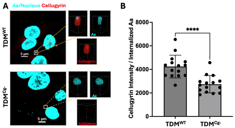 Aa co-distributes with Cellugyrin. TDMWT and TDMCg- were inoculated with Aa (MOI of 1:100) for 1 h and treated as described in the Methods. (A) Representative multi-fluor confocal images showing Aa (pseudocolored-cyan), cellugyrin (red), and nuclei (pseudocolored-cyan) with 2 um by 2 um volumetric reconstruction around Aa. Data in (B) represent raw cellugyrin fluorescence intensity around the Aa. Data in (B) are presented as mean +/- standard error of the mean (5 Aa per each of three biological replicates were analyzed, for n = 15) and analyzed using Student's t-test (****, p < 0.0001).