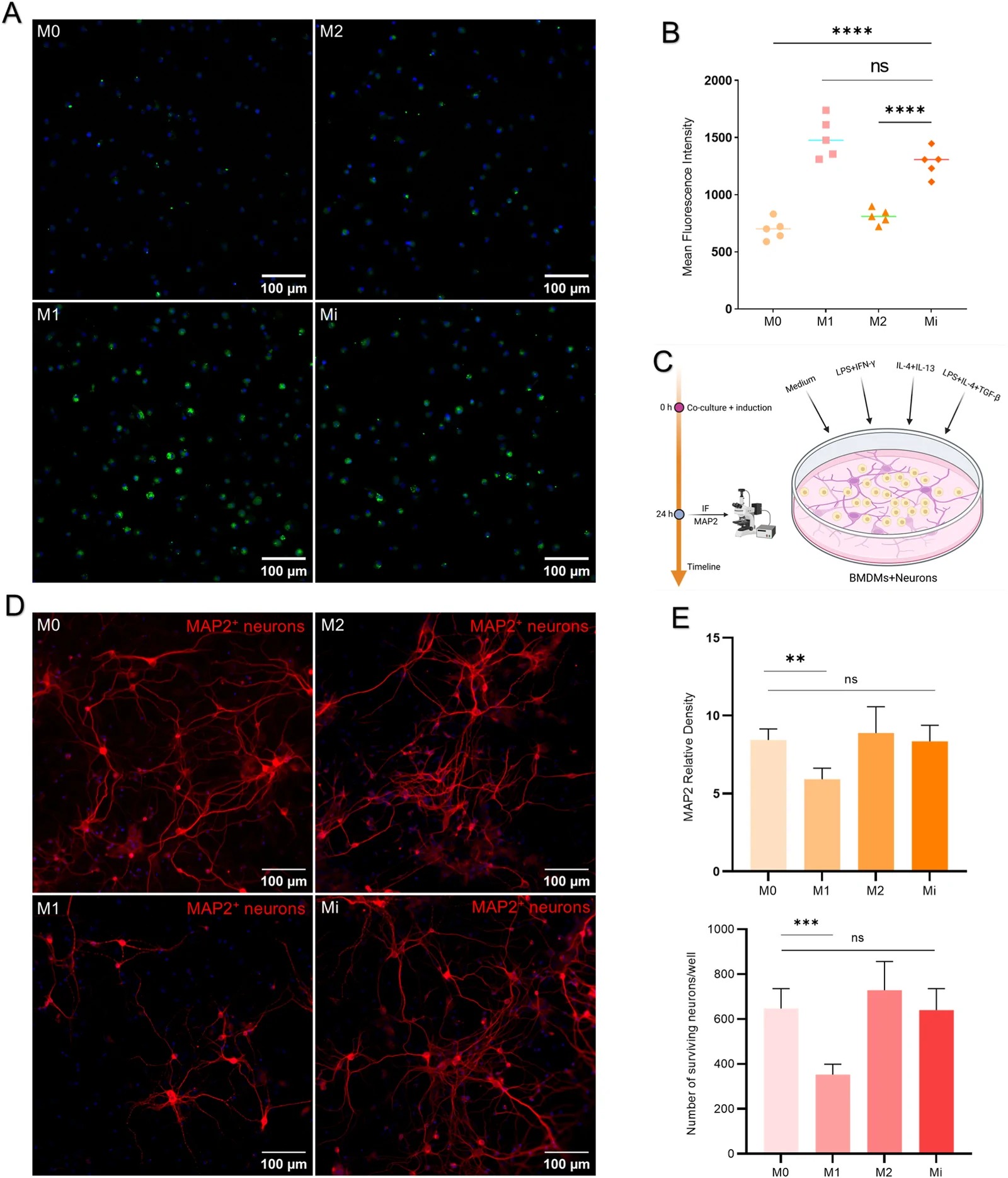 Phagocytosis assay of macrophages with different phenotypes and their co-culture with neurons. (A) Representative fluorescence images showing microsphere uptake by bone marrow-derived macrophages (BMDMs) with different phenotypes (M0, M1, M2, and Mi). Scale bar = 100 um. (B) Quantification of phagocytic activity based on mean fluorescence intensity of engulfed microspheres. (C) Schematic illustration of the macrophage-neuron co-culture assay. Differently induced BMDMs were co-cultured with primary neurons for 24 h. (D) Representative confocal images of primary neurons after co-culture with macrophages under the indicated conditions. Neurons were immunostained for MAP2 (red). Scale bar = 100 um. (E) Quantitative analysis of relative MAP2 immunofluorescence intensity and number of neurons demonstrated significantly reduced levels in the M1 macrophage group compared to the other groups. In contrast, neurons co-cultured with Mi (LPS/IL-4/TGF-beta-stimulated) macrophages exhibited MAP2 immunointensity and number of neurons comparable to the M0 and M2 groups, with no significant decrease in neuronal preservation observed in the Mi group. Data are expressed as mean +/- SD (n = 5/group; one-way ANOVA followed by Bonferroni post hoc test. ns: not significant, *P < 0.05, **P < 0.01, ***P < 0.001, ****P < 0.0001).