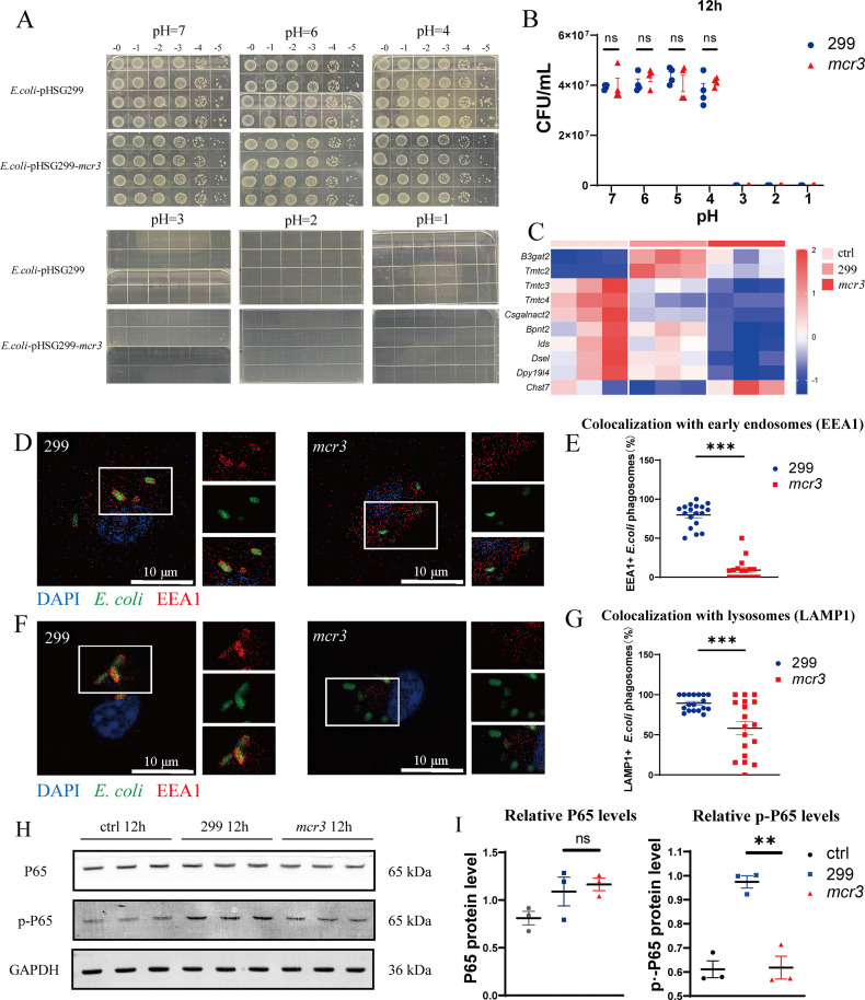 mcr-3-modified E. coli impair phagolysosomal maturation. (A-B) Growth of 299 and mcr-3 strains in LB adjusted to pH 1-7 for 12 h. Cultures were adjusted to a McFarland standard of 0.5, diluted 1:100, and incubated at the indicated pH; bacterial viability was determined by serial dilution plating (n = 4 independent experiments). (C) Heatmap of DEGs related to phagolysosomal maturation in infected macrophages (n = 3 independent experiments). (D-G) RAW264.7 cells infected with 299 or mcr-3 (MOI = 1:20, 6 h) were analyzed by confocal microscopy for colocalization of bacteria with EEA1 (early endosome marker) or LAMP1 (lysosome marker) (n = 18 cells per group from three independent experiments). Scale bar, 10 um. (H-I) Western blot analysis of P65 and p-P65 expression in RAW264.7 cells infected with 299 or mcr-3 at an MOI of 1:20 for 1 h; extracellular bacteria removed by gentamicin, and cell lysates were collected at 12 h post-gentamicin treatment for immunoblotting, with GAPDH used as the loading control (n = 3 independent experiments). Data are shown as the mean +/- SEM.