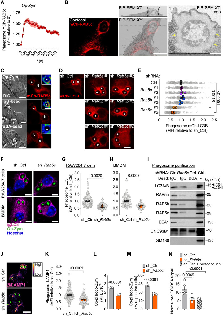 RAB5c depletion impairs LAP. (A) mCh-RAB5c MFI at phagosomes (n = 12) of RAW264.7 cells fed Op-zym. (B) CLEM analysis of Op-zym+ phagosome in RAW264.7-mCh-RAB5c cells. Left: Fluorescence image. Middle: overlay (bottom) and corresponding TEM cross section (top). Right: Magnified inset; arrows indicate single membrane. Scale bars, 5 um (left and middle) and 1 um (right). (C) Confocal images of RAW264.7-mCh-RAB5c cells stimulated with Op-zym, IgG-beads, or BSA-beads for 5 min. Scale bar, 5 um. DIC, differential interference contrast. (D and E) Confocal images (D) and mCh-LC3B MFI at phagosomes (E) for RAW246.7 cells expressing scrambled shRNA (sh_Ctrl) or indicated shRNAs (#1; #2) fed Op-zym. Scale bar, 5 um. (F to H) Confocal images (F) and MFI of LC3 at phagosomes for RAW264.7 cells (G) and BMDMs (H) expressing sh_Ctrl or sh_Rab5c fed Op-zym. Scale bars, 5 um. (J and K) Confocal images (shown as FIRE LUT) (J) and LAMP1 MFI at phagosomes (K) for RAW264.7 cells fed Op-zym. Scale bar, 10 um. Error bars, +/-SEM. *, phagosomes; N, nuclei.