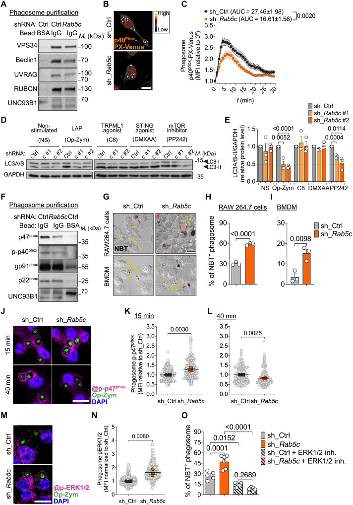 RAB5c depletion impairs PI(3)P production and stable assembly of NOX2 machinery on phagosomes but increases phagosome ROS production. RAW264.7 cells or BMDMs expressing sh_Ctrl or sh_Rab5c. (A) Immunoblot of class III PI(3)K complex in BSA-bead- or IgG-bead-containing phagosomes from RAW264.7 cells. (B and C) Confocal images (shown as SMART LUT) (B) and p40phox-PX-Venus MFI at phagosomes (n = 18) (C) in RAW264.7-p40phox-PX-Venus cells fed Op-zym. *, phagosomes. (D and E) Immunoblot (D) and quantification (E) of LC3A/B-II in RAW246.7 cells +/- Op-zym (25 min), C8 (2 uM; 25 min), DMXAA (50 ug/ml; 1 hour), and PP242 (1 uM; 2 hours). Glyceraldehyde-3-phosphate dehydrogenase (GAPDH), loading control. NS, nonstimulated. (F) Immunoblot of NOX2 components in IgG-bead- or BSA-bead-containing phagosomes from RAW264.7 cells. (G to I) NBT assay in macrophages fed Op-zym. DIC images (G) and percentage of NBT+ phagosomes in RAW264.7 cells (H) and BMDMs (I). Arrowheads, NBT+ (red) or NBT- (yellow). (J to L) Confocal images (J) and p-p47phox MFI at phagosomes in RAW264.7 cells fed Op-zym for 15 (K) or 40 (L) min. (M and N) Confocal images (M) and MFI (N) of p-ERK1/2 in RAW264.7 cells fed Op-zym (15 min). (O) Percentage of NBT+ phagosomes in RAW264.7 cells +/- ERK1/2 inhibitor (100 uM) for 10 min before Op-zym. Scale bars, 10 um.