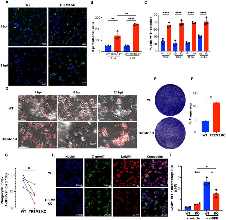 TREM2-deficient macrophages have increased parasite burden and decreased LAMP1 expression. Bone marrow-derived macrophages (BMDMs) from naive C57BL/6 (WT) and TREM2 KO mice were infected with T. gondii at a MOI of 2. A) Representative 63X confocal images of WT and TREM2 KO BMDM infected with GFP+ T. gondii (green) for 1 hr or 6 hr and stained with DAPI (blue). B) Quantification of T. gondii parasites per 100 cells from the experiments in (A). C) Percent of BMDM with at least 1 parasite/cell from the experiments in (D). D) Representative 63X images of WT and TREM2 KO BMDMs infected over time with tdTomato+ T. gondii at a MOI of 2. E) Image of HFF plaque assay using parasites isolated from T. gondii-infected WT and TREM2 KO BMDM at 24 hpi. F) Percent of plaque area from the experiments in (E). G) Phagocytic index of WT or TREM2 KO BMDM as determined by the ratio of cells containing 4-BPB-treated parasites (phagocytosis) relative to vehicle-treated parasites (invasion). H) Confocal microscopy of F4/80 (blue), T. gondii (green), and LAMP1 (red) in 40X images of WT or TREM2 KO BMDMs incubated with 4-BPB-treated T. gondii (MOI = 10) for 1 hr. I) Quantification of LAMP1 mean fluorescence intensity (MFI) within F4/80 signal from WT or TREM2 KO BMDM incubated with vehicle- or 4-BPB-treated T. gondii.