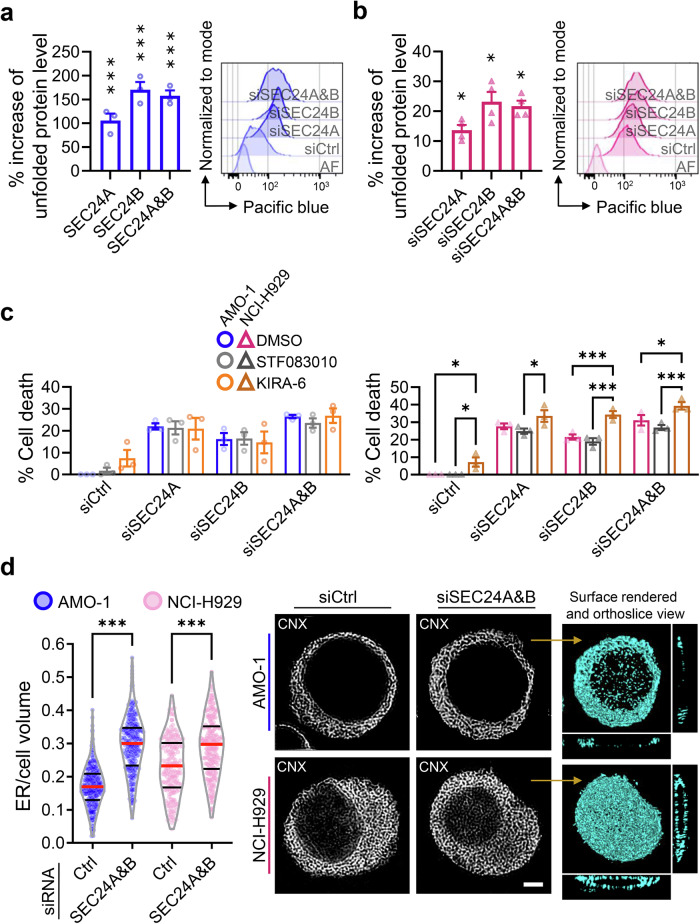 SEC24A&B-depleted secretory MM cells accumulate misfolded proteins and increase the size of the ER. a, b TPE-MI fluorescence was measured by flow cytometry after staining cells with 50 uM TPE-MI for 30 min. The data show the percentage change in median fluorescence intensity compared to the siRNA control condition for a AMO-1 and b NCI-H929 cells. Means +/-SEM are shown (n = 3-5 measurements). Statistical significance was measured with one-way ANOVA followed by Dunnett's test (*** P <0.001; * P < 0.05). Representative histograms are shown on the right side of each graph with the same color code. c After 32 h of siRNA-mediated transfection of MM cell lines, cells were treated with vehicle (DMSO), 2 uM KIRA6, or 40 uM STF083010 for an additional 16 h. Cell viability was then assessed using the CellTiter-Glo assay. Data represent the mean of three independent experiments +/-SEM. *** P < 0.001; * P <0.05, as calculated using a two-way ANOVA and Tukey post hoc test. d After 48 h of SEC24A&B co-knockdown, cells were stained with calnexin to label the ER, and confocal images of 3D reconstructions of the ER were acquired. Image stacks with 0.1 um steps along the z-axis were used to analyze ER morphology using ImageJ 3D-suite. ER volume was normalized to the corresponding cell volume. Quantification was performed from three independent experiments. Data are presented as violin plots. Dots represent individual cells, AMO-1 (blue) and NCI-H929 (pink), n > 50 for each condition. The right panel shows a representative set of images for each cell type. Scale bar, 10 um