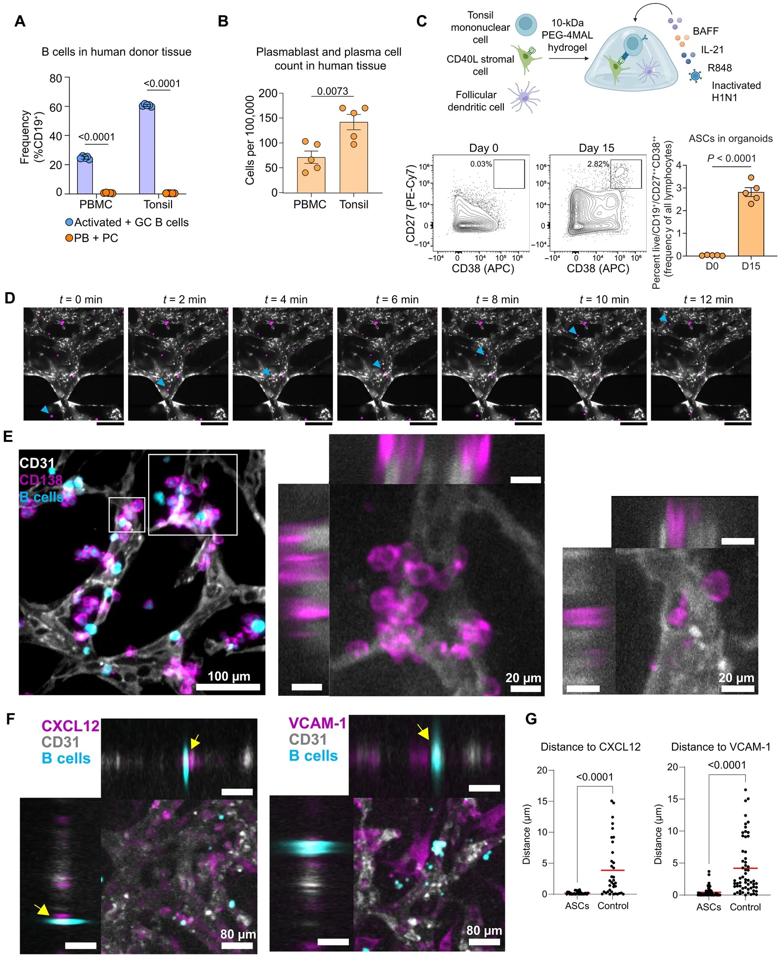 Loaded ASCs localize in the perivascular space of the BMOC. B cell subpopulations in human donor tissue are shown as percentages ( A ) and counts per 100,000 cells ( B ). ( C ) A schematic of lymphoid organoids displays the coculture of tonsil cells with CD40L and stromal cells in a PEG-4MAL synthetic hydrogel (top). Bottom: Representative ASC populations from day-0 tonsil samples and after 15 days of culture in the lymphoid organoids are illustrated. ( D ) Time-lapse microscopy captures loaded B cells (magenta) entering the central channel from the media channels and moving through the vessels (white), with a single cell tracked by a blue arrow. Scale bars, 500 um. ( E ) Loaded B cells (cyan) aggregate near the vessels (white), with the scale bar measuring 100 um. The zoomed areas highlight B cells outside (left) and inside (right) the vessels. ( F ) Representative Z-slices show B cell localization around niche markers: left: YZ view, top: XZ view, and center: XY view. Scale bars, 80 um. Yellow arrows highlight B cells that are located near pink CXCL12 or VCAM-1 staining. ( G ) Distance of ASCs from CXCL12 and VCAM-1 compared to randomized control distribution using Welch's unpaired t test.