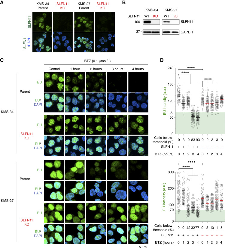SLFN11-dependent suppression of rRNA synthesis by BTZ. A, Representative immunofluorescence images showing total SLFN11 (green, no preextraction) and DAPI (blue) in parental and SLFN11 KO KMS-34 cells. Scale bars, 10 um. B, SLFN11 immunoblots for whole-cell lysates from WT and SLFN11 KO clones of KMS-34 cells. C, Representative immunofluorescence images showing EU incorporation (green) and DAPI (blue). Top, KMS-34 cells. Bottom, KMS-27 cells. WT and SLFN11 KO clones were treated with BTZ (0.1 umol/L) for indicated time points. Scale bars, 5 um. D, Quantification of EU signal intensities in individual cells. Mean +/- SEM are shown. ****, P < 0.0001 (one-way ANOVA).