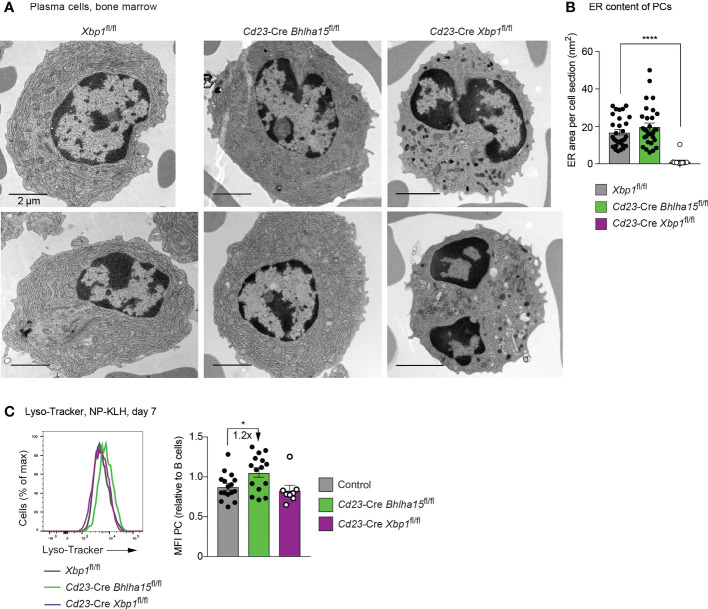 Normal morphological structure of Cd23-Cre Bhlha15 fl/fl plasma cells. (A) Electron microscopic analysis of bone marrow PCs of the indicated genotypes, which were sorted as B220int CD28+ CD138+ Lin- cells, fixed and processed as described in Methods. The scale bars indicate 2 um. The cells surrounding the PCs are erythrocytes. (B) Quantification of the content of endoplasmic reticulum (ER) in PCs of the different genotypes. The ER content was manually determined by using the Fiji software. Each dot represents one PC. In total, 33 Xbp1 fl/fl PCs, 14 Cd23-Cre Xbp1 fl/fl PCs, and 31 Cd23-Cre Bhlha15 fl/fl PCs were analyzed. (C) Staining of splenic PCs (TACI+ CD138+) of the indicated genotypes with Lyso-Tracker at day 7 after NP-KLH immunization (left). The MFI values of the Lyso-Tracker staining (right) are shown for all PCs analyzed in 3 independent experiments. Each dot represents one mouse. Statistical data (B, C) are shown as mean values with SEM and were analyzed with the unpaired Student's t test; * P < 0.05; **** P < 0.0001.